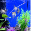 Week special 8/6 to 14/6 Red Back Manupura Angels Week special 8/6 to 14/6 Red Back Manupura Angels