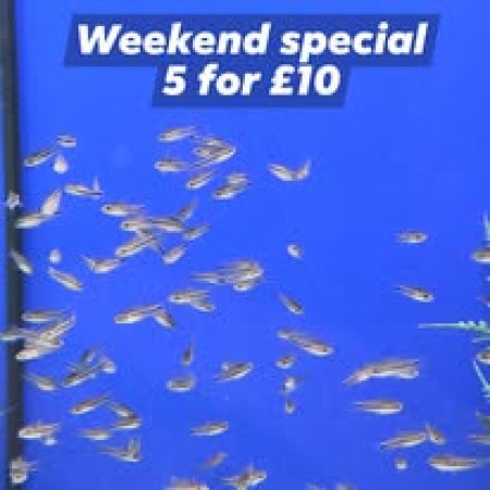 Weekend Special Weekend Special