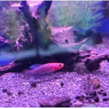 NOTHOBRANCHIUS RACHOVII pair