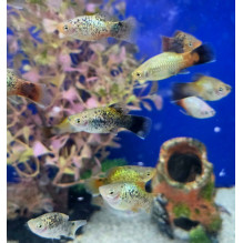 Weekend Special asstd platys 5 for 10