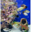 Weekend Special asstd platys 5 for 10
