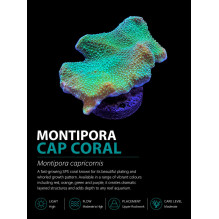 Montipora /Montipora capricornis