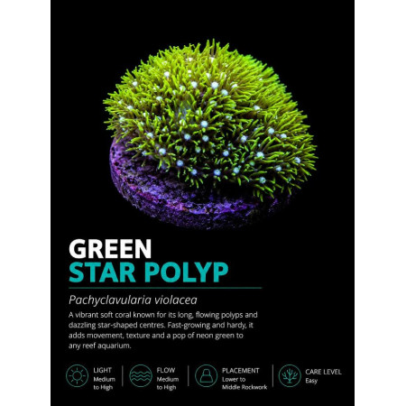 Green Star Polyp / Pachyclavlaria Green Star Polyp / Pachyclavlaria
