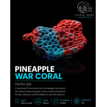 Favites war coral