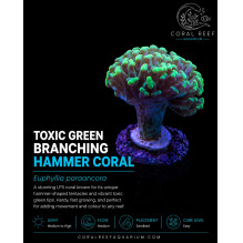 Toxic Green Branching Hammer - Euphilya parancora