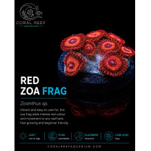 Red Zoa - Zooanthus