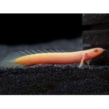 Polypterus Senegalus Albino