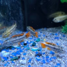Apistogramma Cacatuoides Triple Red