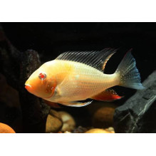 Albino Threadfin Acara Acarichthys Heckelii