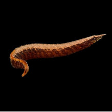 Spiny Eel