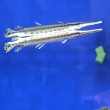 Florida Garfish 5 inch
