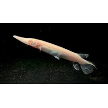 albino garfish