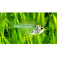 Glass Fish Parambassis ranga