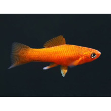 Orange Swordtails