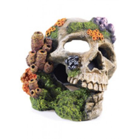 Coral Skull
