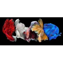 Betta fish