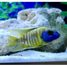 African Cichlids