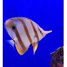 Marine Fish